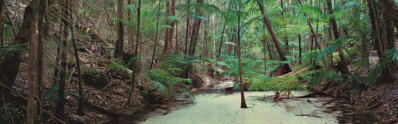 The Unique Eco-system of Fraser Island