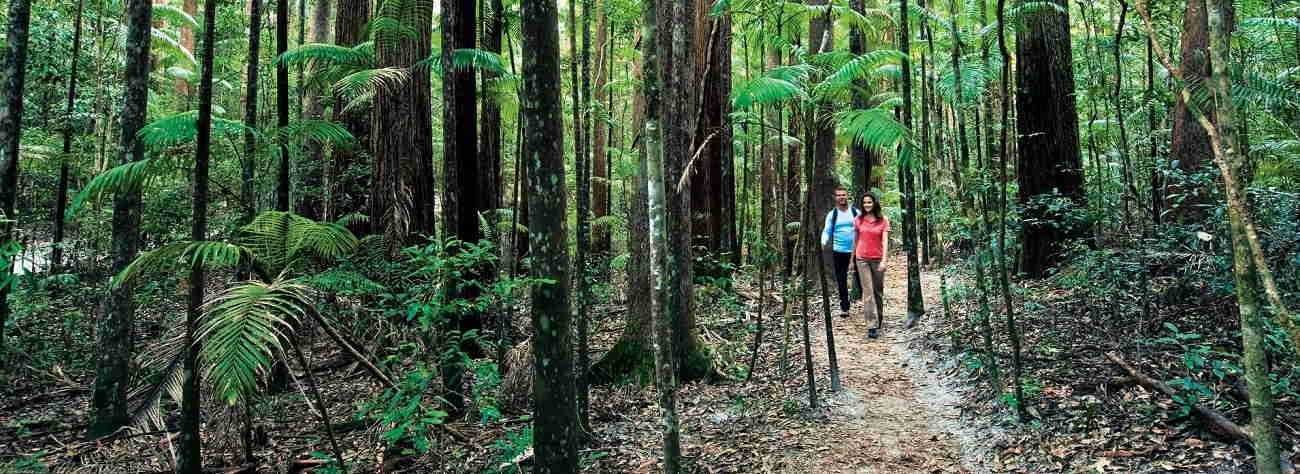 The Ancient Forests of Satinay and Brush Box Trees on Fraser Island