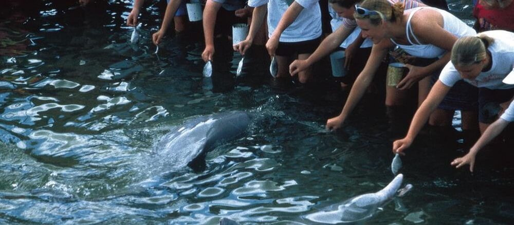 Dolphin Feeding at Tin Can Bay