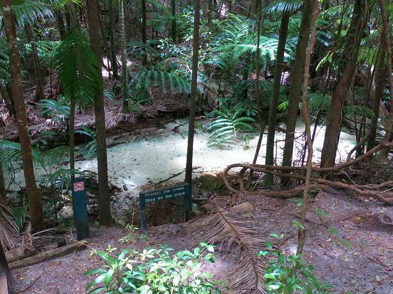 cooloola state forest