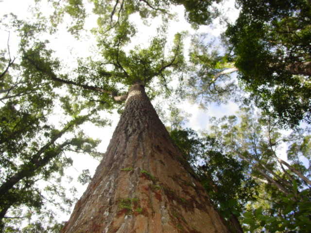 Satinay Tree
