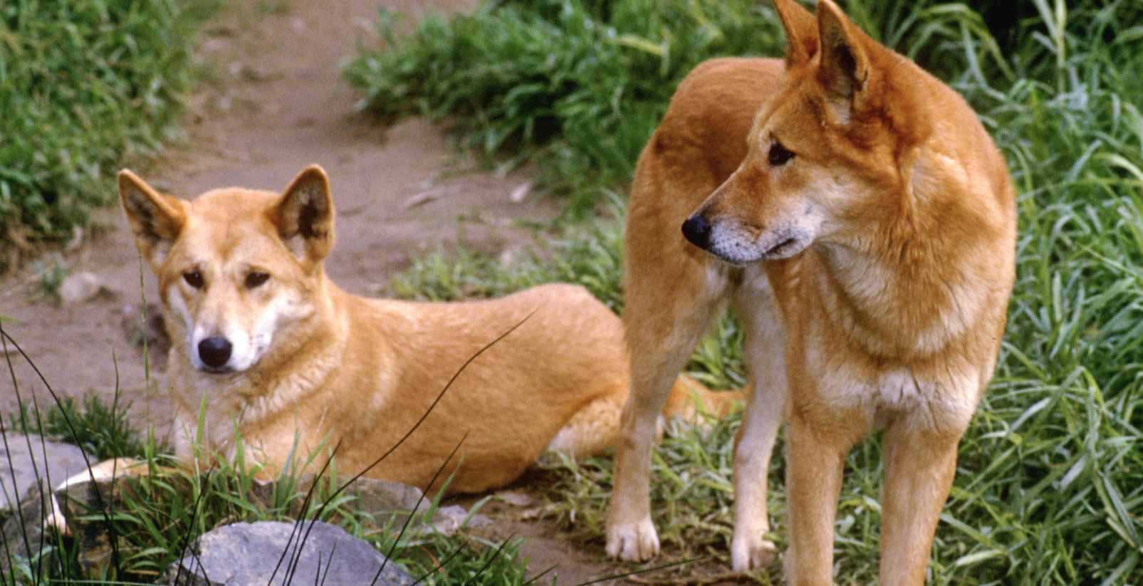 two dingos