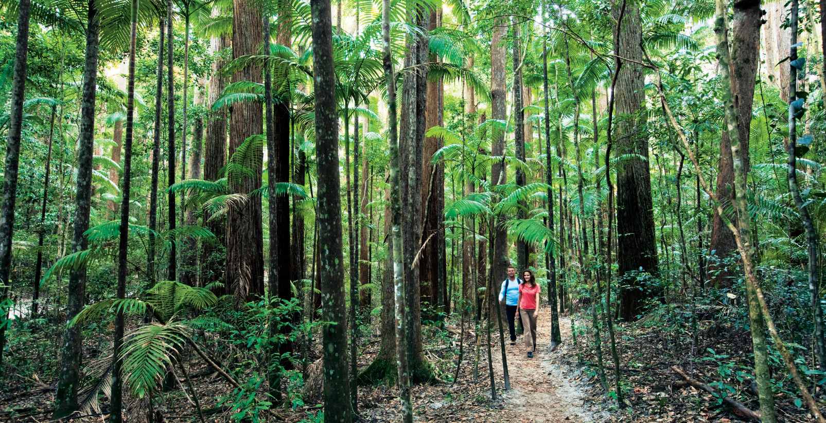 couple walking through forest