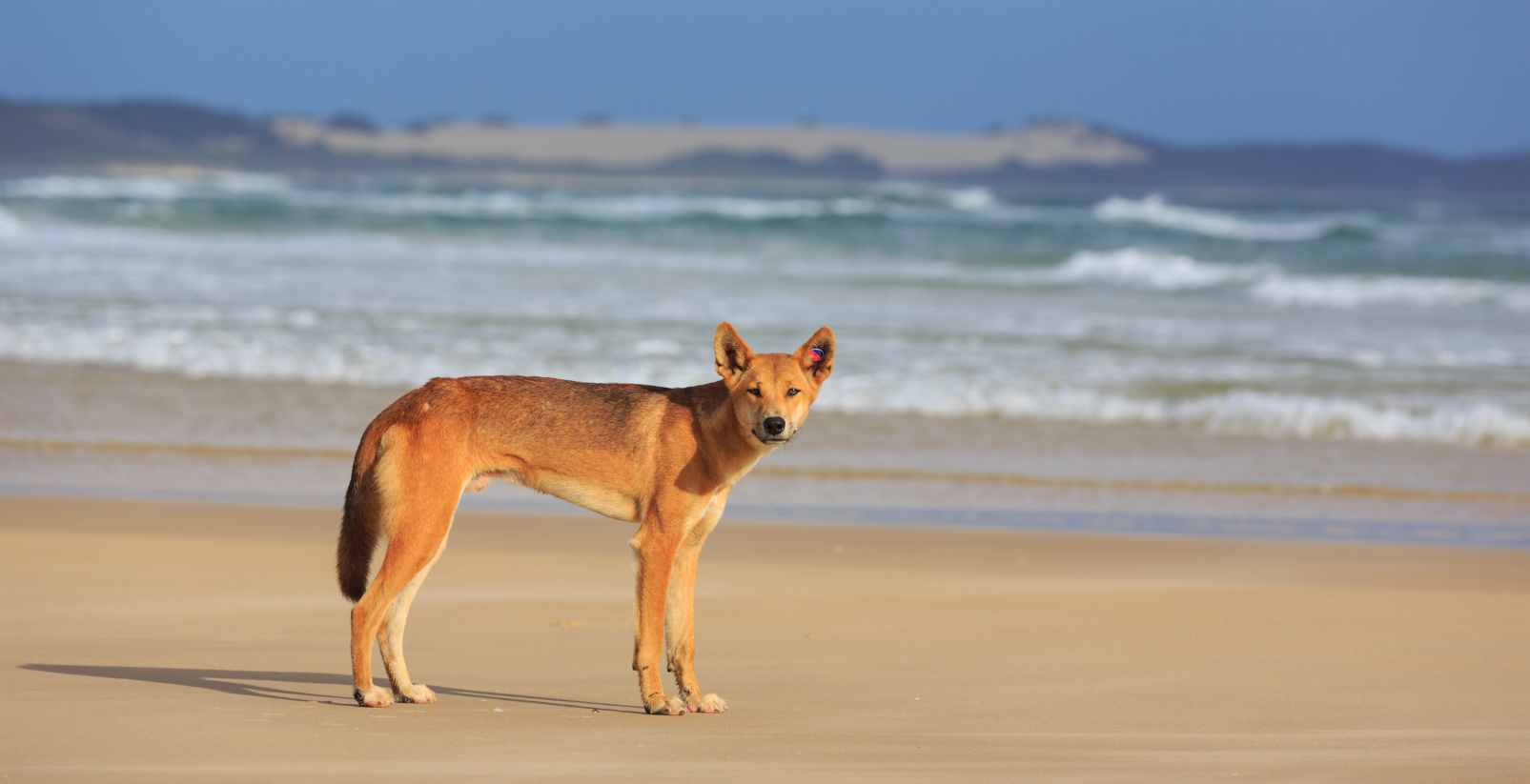 Dingo Standing on beach